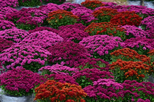 Comment réparer un parasol de jardin cassé